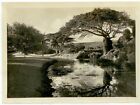 1920s Hawaii Hecter Park Shower Tree photograph