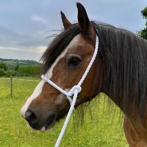 Elico Adjustable Rope Horse Showing Show Halter - White - Picture 1 of 3