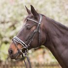 Horse and Passierion Trenen bridle Saint-Étienne black crystals on the forehead 