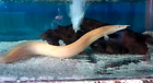 Monster Golden Xhantic Eel - słodkowodna ryba akwariowa 15-25 cm