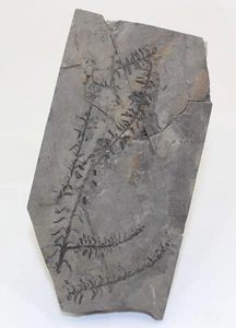 Pflanze, Elatocladus cf. ramous, Jura, Aalen, Gristhorpe Plant Beds, UK -eb9730 - Bild 1 von 5