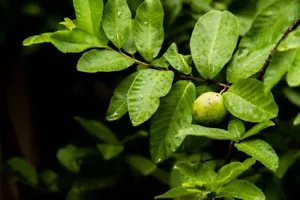 100% Organic Guava Leave fresh Dried Home and garden Tree leaves - Picture 1 of 6