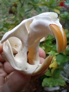 Muskrat Skull / Animal Mount / Oddity / Beetle Cleaned  / Unique Gift. All Teeth - Picture 1 of 10