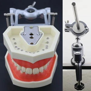Dental Typodont Teeth Mounting Pole 28Pcs Teeth Model Screws NISSIN Kilgore 200 - Picture 1 of 17