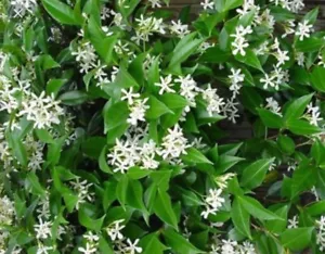 Jasmine Grandiflorum Absolute Pure Essential Oil - 30 ML +Free Carrier oil - Picture 1 of 4