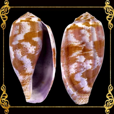 Conus Tulipa | Tulip Cone | 1.5 - 3 Inches - Image 1 of 4