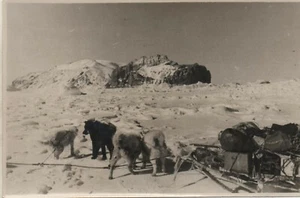 OLD ORIGINAL PHOTO ARGENTINIAN ANTARCTIC EXPEDITION HUSKY SLEDGE DOGS 1950's  - Picture 1 of 2