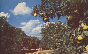 Postal de cultivo de cítricos en Arizona 1955 - Imagen 1 de 2