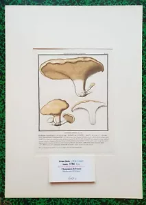 XVIII ème - P Bulliard - Champignon de la France - Superbe Gravure n°172 - 1784 - Bild 1 von 1