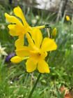 20 Dwarf Daffodil Bulbs 'Baby Moon' (Narcissus) Free Postage UK
