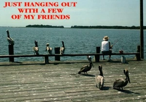 Florida Pelican Pelicans Postcard - Just Hanging Out With A Few Of My Friends - Picture 1 of 2