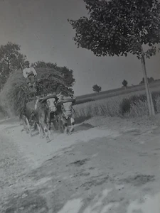 Foto antigua diapositivo placa de vidrio carros de bueyes bueyes ensanchado 9x12 cm alrededor de 1910 - Imagen 1 de 4