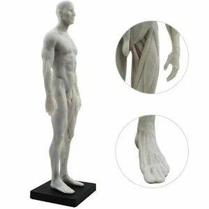 30cm Human Anatomy Skull Blood Sculpture Head Body Muscle Bone Model US STOCK - Picture 1 of 8