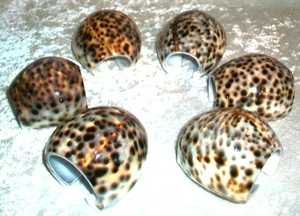 New Brown Tiger Spotted Cowrie Sea Snail Seashell Shell Dinner Napkin Rings Set - Picture 1 of 8