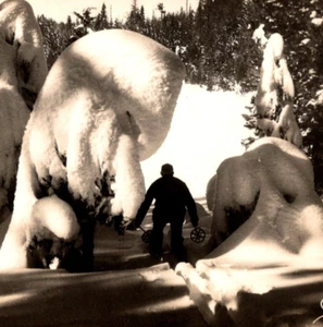 Cross Country Skier in Colorado Snow Covered Trees 1940s RPPC Postcard Photo EKC - Picture 1 of 3