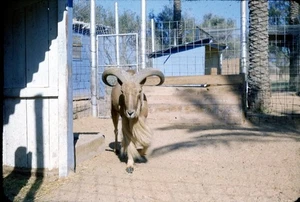 Vintage 35mm Slide RAM AT WHEELUS AIR BASE TRIPOLI 1952 17 - Picture 1 of 3