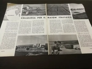 1949 CELLULOSA PER RAION ITALIANO INDUSTRIA TORVISCOSA PRODUZIONE CANNE VENETO - Foto 1 di 1
