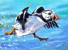 ACEO Original Painting Pretty Puffin Seabird Walking on Water  LGarcia