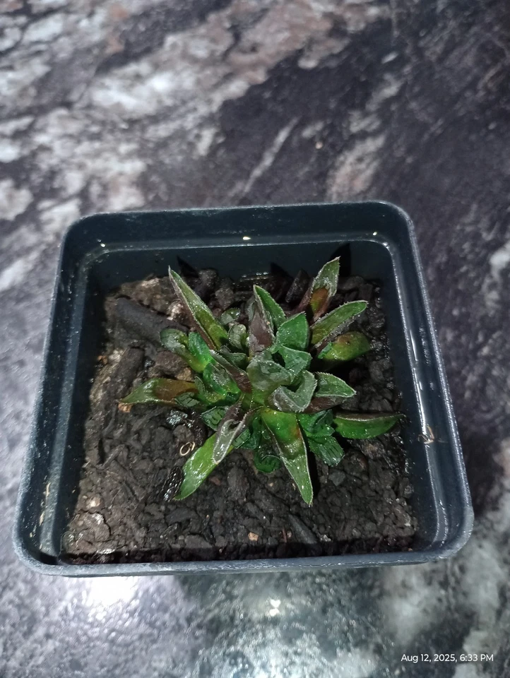 Haworthia mirabilis mundula - suculenta.  Foto 1 de 1