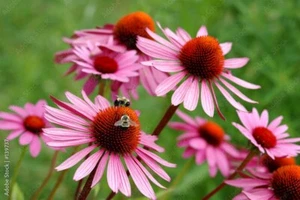 Echinacea Angustifolia Seeds, Organic - Picture 1 of 4