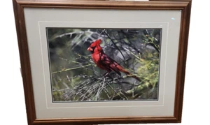 Thomas Mangelsen "Rubin des Palo Verde" roter Vogel signiert nummeriert gerahmter Druck - Bild 1 von 11