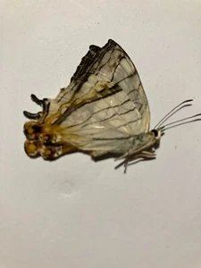 Insecto seco real/mariposa/polilla sin fijar B2427 Cyrestis yodamas - Imagen 1 de 2