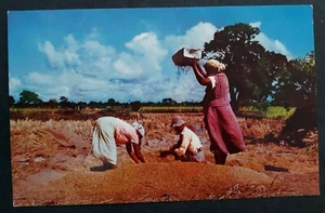 Undated Trinidad & Tobago Postcard-Rice Winnowing Unused No Stamp - Bild 1 von 2