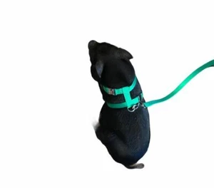 Carter Pet Supply Pig Harness Heavy Duty Metal Buckle All sizes Alabama Made - Picture 1 of 14