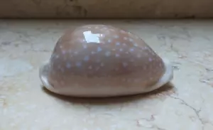 Cypraea camelopardalis red Sea Shells VERY CLEAR DOTS 79.9 mm F++++ F+++ lyncina - Picture 1 of 13