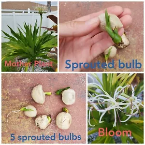 Giant White Spider Lily seeds Crinum Lily, C. Asiaticum 5 bulbs - Picture 1 of 7