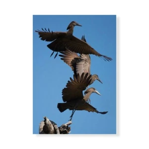 Stampa su Tela su Carta Poster o Quadro Bennion Scott Hammerkops in flight - Picture 1 of 2
