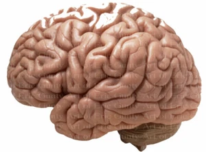 Human Brain Birthday ~ Edible 2D Fondant Cake Cupcake Topper ~ D24040 * - Picture 1 of 1