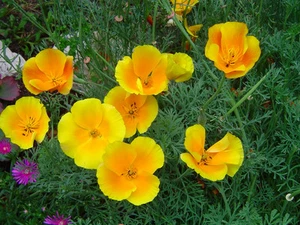 Kalifornischer Mohn, Goldmohn einjährig - 40 Samen - Bild 1 von 3
