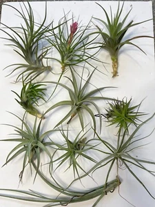 Air Plant, Bromeliad Tillandsia Collection of 10 named plants - Picture 1 of 2