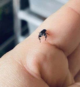 LIVE Jumping Spider i4-i5 Slings | Male Bahama Hybrids - Picture 1 of 2