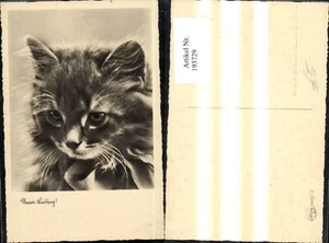 193729,Tier Foto Ak Katze Unser Liebling  - Picture 1 of 1