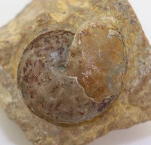 Goniatite, Sporadoceras bidens, Devon, Famenne, Stbr Beul, Balve, BRD -L428 - Foto 1 di 4