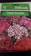 2 Buste X Garofano Poeta Semi 450 Circa Dianthus Barbatus