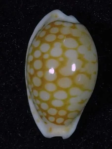 CYPRAEA ESONTROPIA CRIBELLUM GREAT - Picture 1 of 2