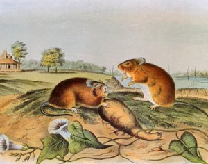 Impresión de placa de libro vintage de rata de algodón silvestre John Audubon 30 - Imagen 1 de 3