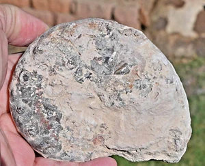 Unprepped Mammites nodosoides (Ammonite), from Morocco #1 - Picture 1 of 4