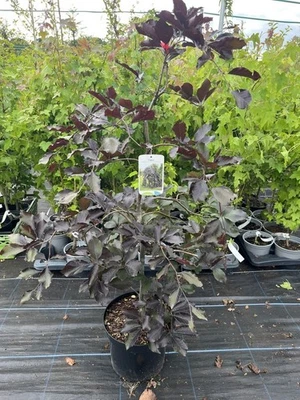 Weeping Purple Beech Tree - Dramatic Garden Feature - 60/80cm (7.5L) - Image 1 of 4