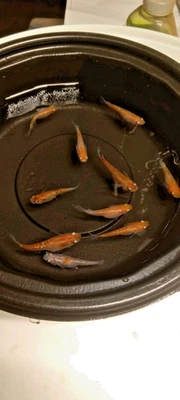 Lame Sparkle Medaka Rice Fish Eggs 25+ Fertilized - Image 1 of 4