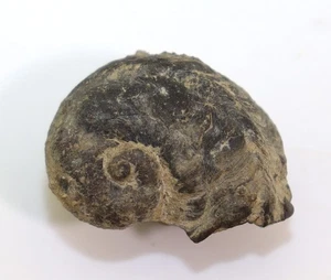 Schnecke, Platyceras sp., Devon, Givet, Gerolstein, Eifel, GER-m262 - Picture 1 of 4