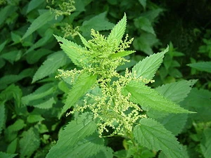 Common Nettle - Urtica dioica - 600 Seeds - Great for wildlife, Tea & Beer! - Picture 1 of 3