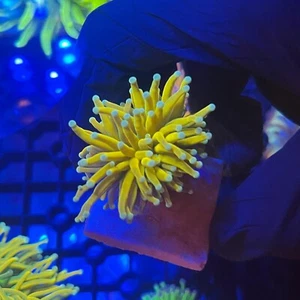 BRIGHT GRAIL TORCH CORAL FRAG - AMAZING COLOUR, HARD LPS CORAL EUPHYLLIA. - Picture 1 of 1