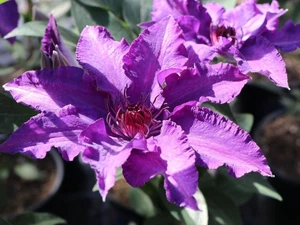 Clematis Marie Louise Jensen - Live Plant in a 4 Inch Growers Pot - Picture 1 of 5
