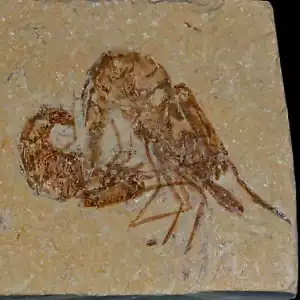 2 Two" Fossil Shrimp Carpopenaeus Cretaceous Age 100 Mil Yrs Old Lebanon COA - Picture 1 of 7