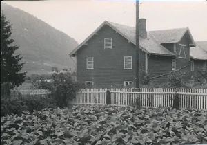 NORVÈGE c. 1950 - Culture de Tabac Gaupne - P 1750 - Picture 1 of 2