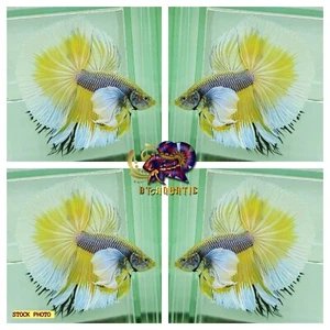 Live Betta Fish High Quality -  MALE Halfmoon Dumbo Yellow Pineapple-USA Seller - Picture 1 of 1